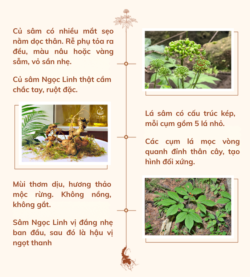 sâm ngọc linh giả sâm ngọc linh TRIMICO